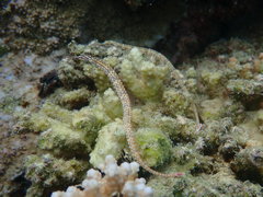 Corythoichthys schultzi