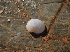 Vanikoro sigaretiformis