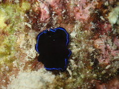 Pseudoceros caeruleocinctus