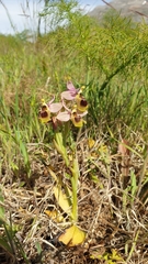 Ophrys tenthredinifera