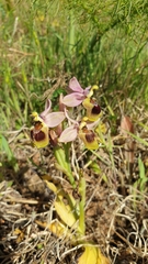 Ophrys tenthredinifera
