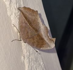 Junonia natalica natalica