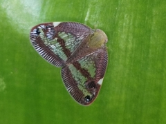 Parapiromis translucida