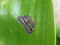 Parapiromis translucida