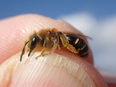 Andrena dorsata