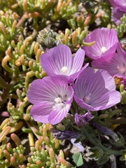 Sidalcea malviflora malviflora