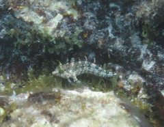 Malacoctenus erdmani