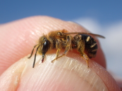 Andrena dorsata