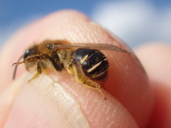 Andrena dorsata