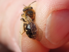 Andrena dorsata