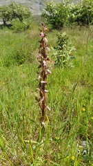 Anacamptis collina