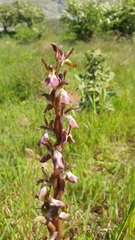 Anacamptis collina