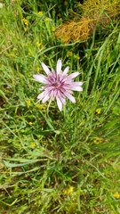 Tragopogon eriospermus