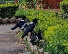 Corvus albus