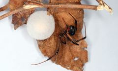 Latrodectus rhodesiensis