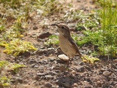 Saxicola dacotiae