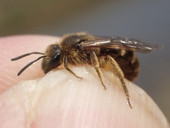 Evylaeus