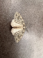 Pseudocoremia rudisata