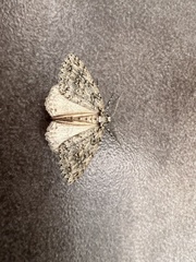 Pseudocoremia rudisata