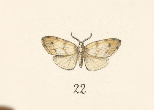 Eutelesia vulgaris