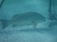 Lutjanus cyanopterus