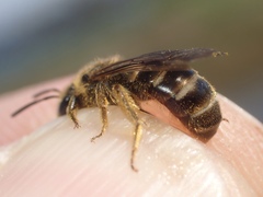 Evylaeus