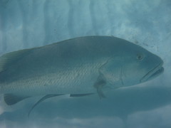 Lutjanus cyanopterus