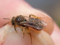 Evylaeus