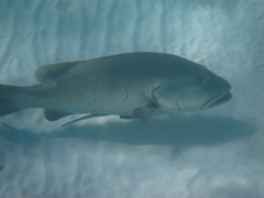 Lutjanus cyanopterus