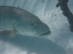 Lutjanus cyanopterus