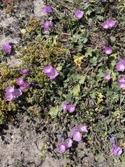 Sidalcea malviflora malviflora