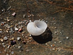 Vanikoro sigaretiformis