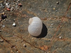 Vanikoro sigaretiformis