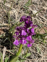 Anacamptis