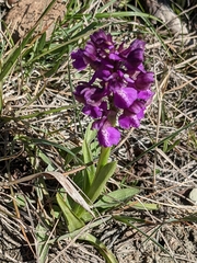 Anacamptis