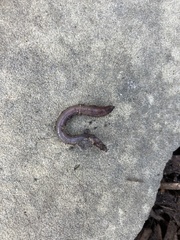 Lumbricus rubellus