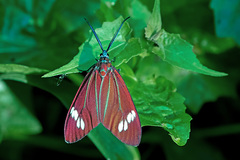 Cyclosia papilionaris
