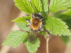 Andrena nitida