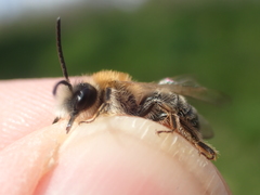 Andrena nitida
