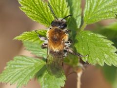 Andrena nitida