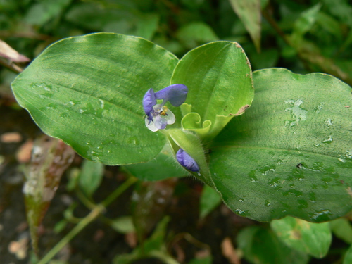 Commelina benghalensis L.