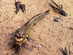 Periophthalmus barbarus