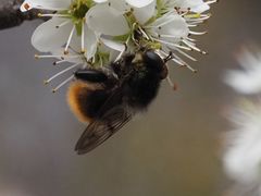 Criorhina ranunculi