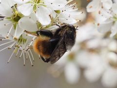 Criorhina ranunculi