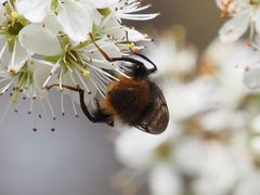 Criorhina ranunculi