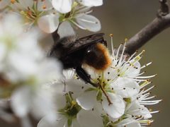 Criorhina ranunculi