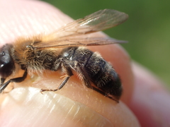 Andrena nitida