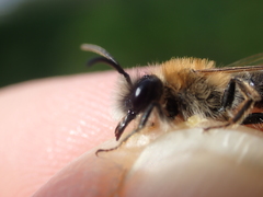 Andrena nitida