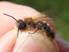 Andrena nitida
