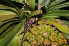 Geograpsus grayi